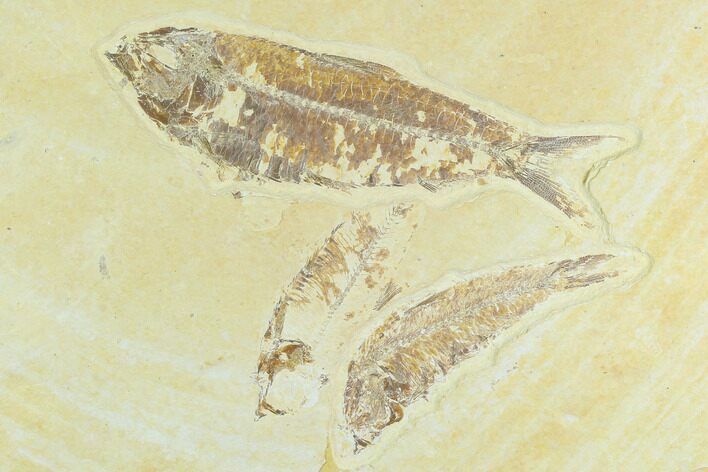 Trio of Fossil Fish (Knightia) - Green River Formation #126565